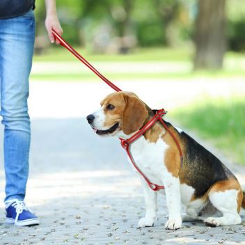 Itlar uchun jabduqlar Har xil o'lchamdagi yumshoq va suv o'tkazmaydigan itlarni bog'lash